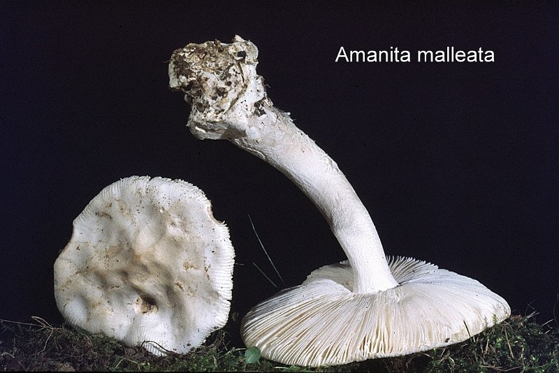 Amanita malleata-amf219.jpg - Amanita malleata ; Syn1: Amanita lividopallescens var.malleata ; Syn2: Amanitopsis malleata ; Nom français: Amanite martelée